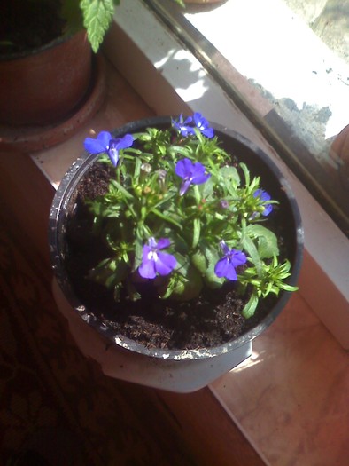 lobelia