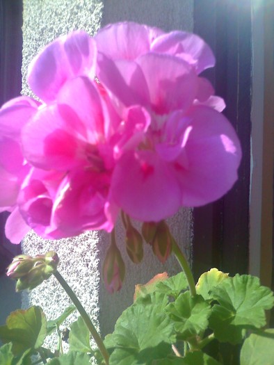 muscata roz2 - florile mele
