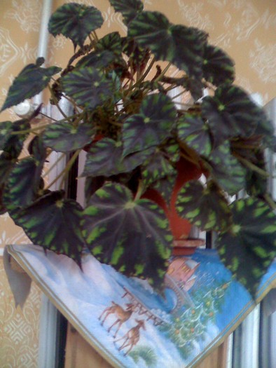 begonia t - florile mele