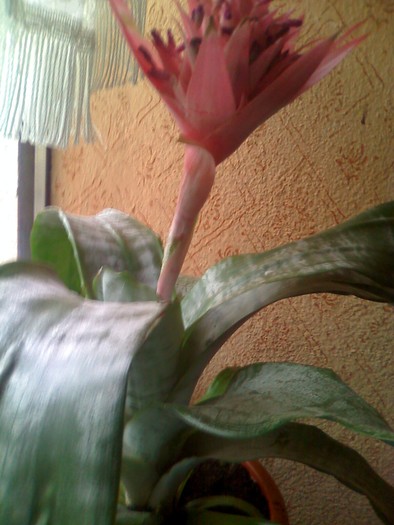 planta vaza din lateral - florile mele