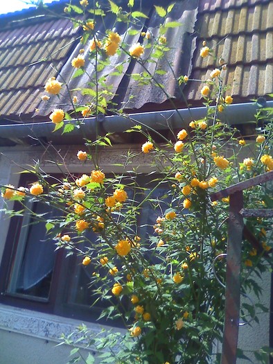 pom flori - florile mele