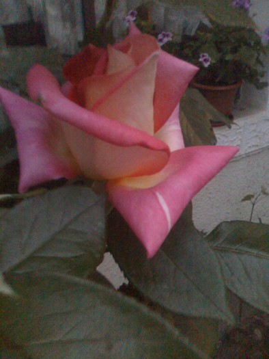 trandafir roz cu galben