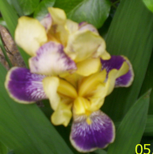 o floare - IRIS