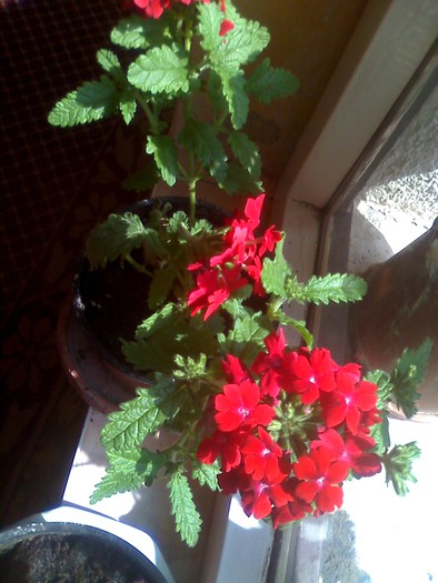 bouvardia - florile mele