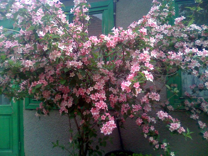 pom roz decorativ - florile mele