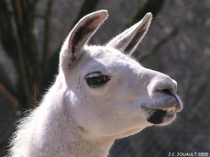 (78) - Animalute