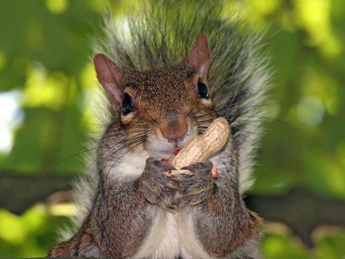 (86) - Animalute