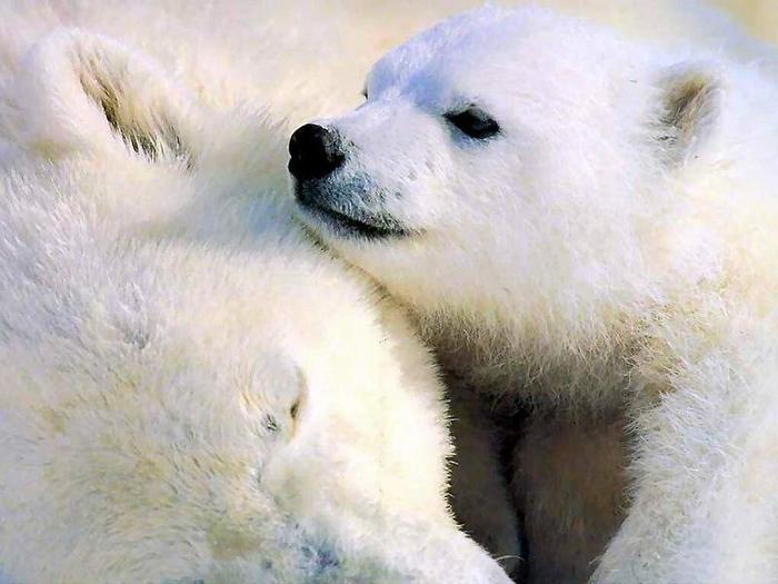 (88) - Animalute