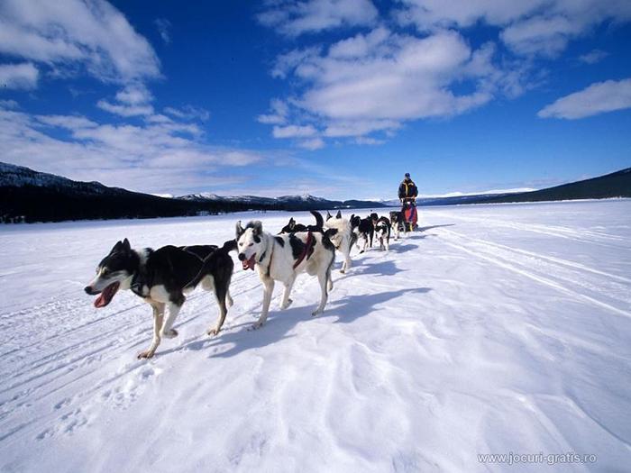 dog-sleigh-polar_1024x768 - Animalute