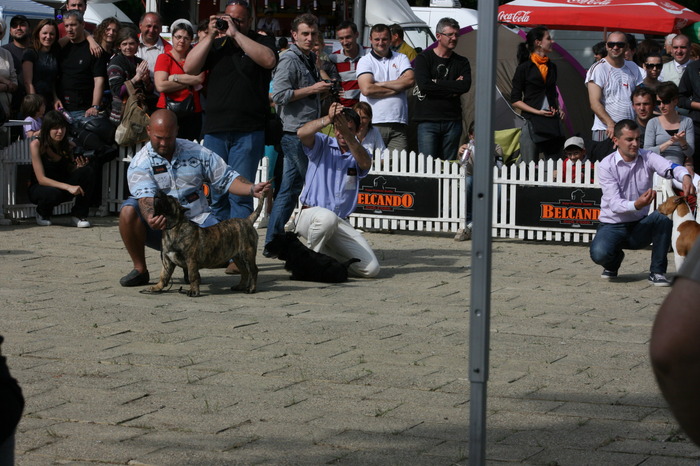 woodoo 4 luni - dogo canario in show