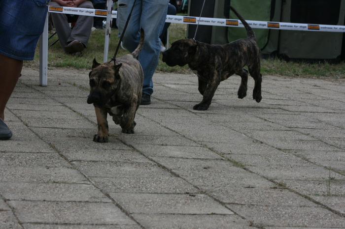 woodoo 4 luni - dogo canario in show