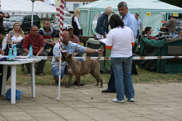 vega - dogo canario in show