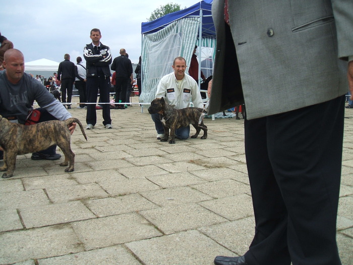 woodoo si hamer - dogo canario in show