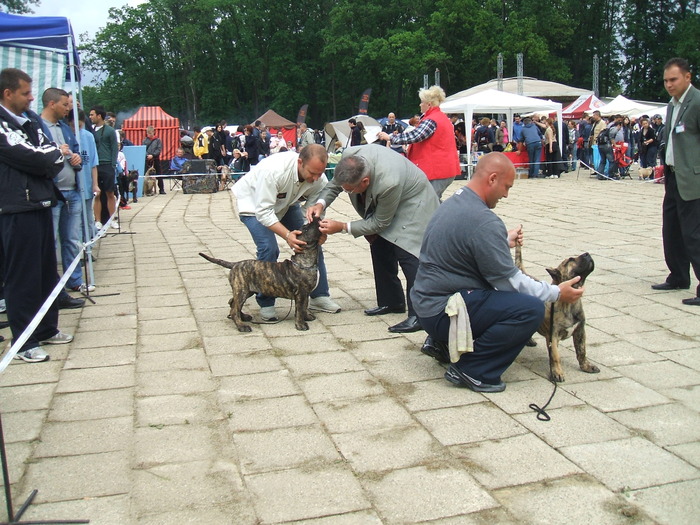 woodoo - dogo canario in show