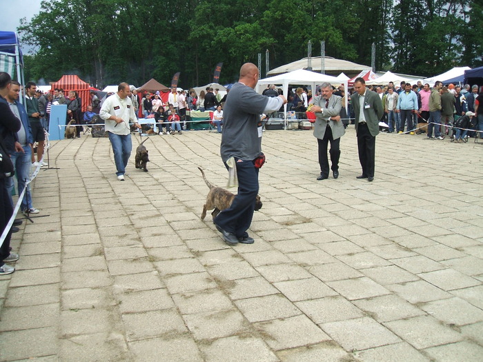 woodoo si hamer - dogo canario in show