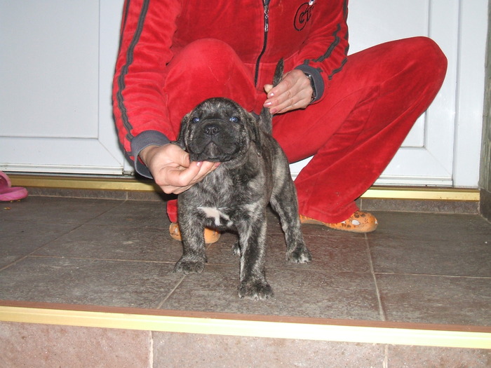 ZARRA - tineret promitator Dogo Canario