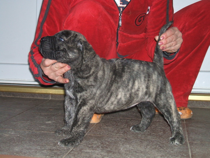 ZARRA - tineret promitator Dogo Canario