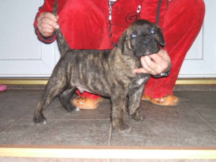 ZARR - tineret promitator Dogo Canario