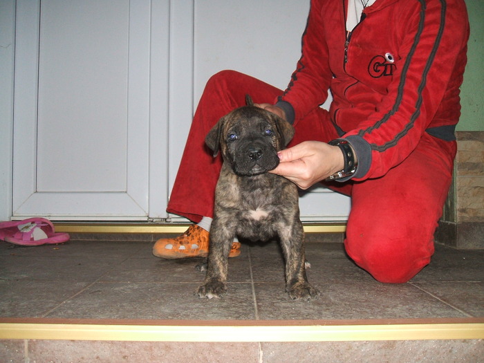 ZARR - tineret promitator Dogo Canario