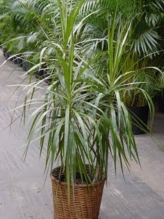 Dracaena Marginata - diverse