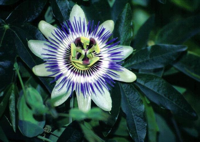 Passiflora_cerulea