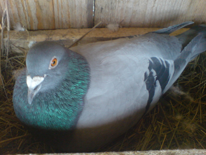 Porumboiul 2009 - Porumbeii mei