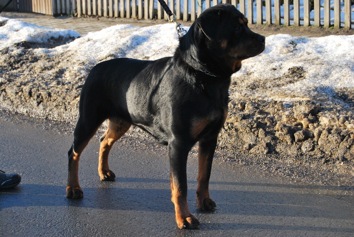 bemi - rottweiler canisa adamsrott