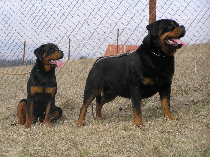 vitan - rottweiler canisa adamsrott