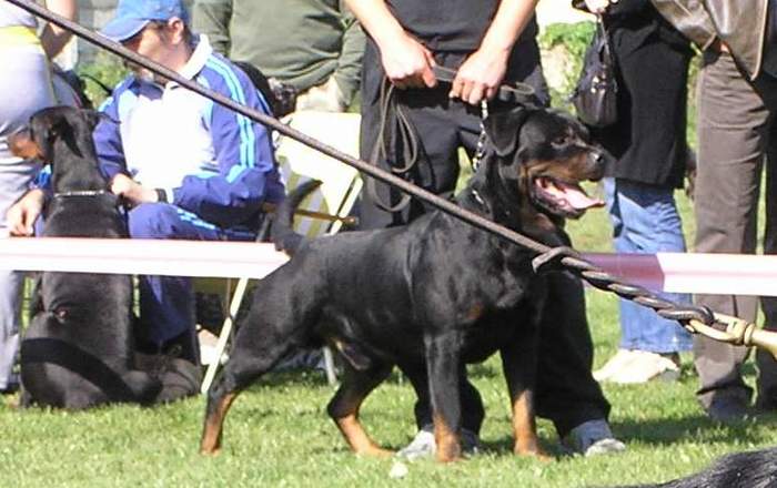 brendon adamsrott   ...carlos - rottweiler canisa adamsrott