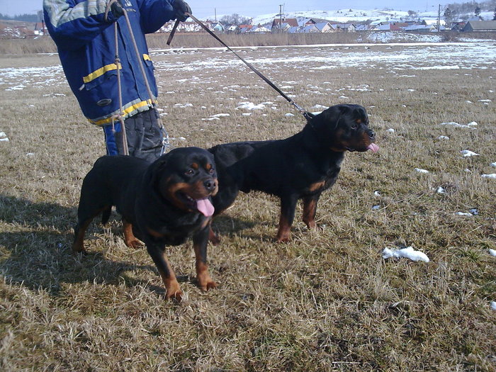 vitan si bruno - rottweiler canisa adamsrott