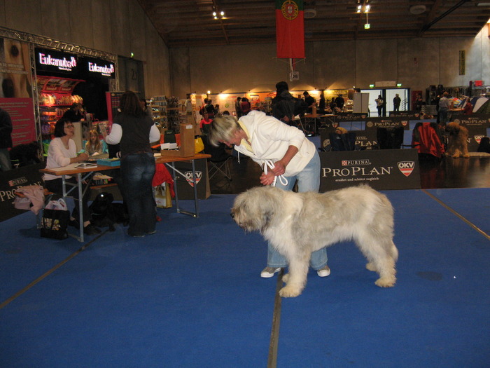 criosmioritic,shepperd,dogs,puppies,mioritic,ciobanesc,kennel 806 - salzburg 8-9 mai