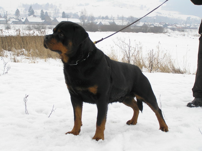 jan2008 vitan - rottweiler canisa adamsrott