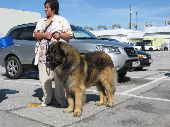 criosmioritic,shepperd,dogs,puppies,mioritic,ciobanesc,kennel 820 - salzburg 8-9 mai