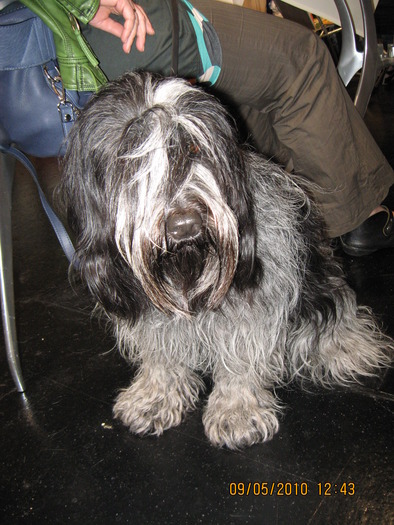 criosmioritic,shepperd,dogs,puppies,mioritic,ciobanesc,kennel 937