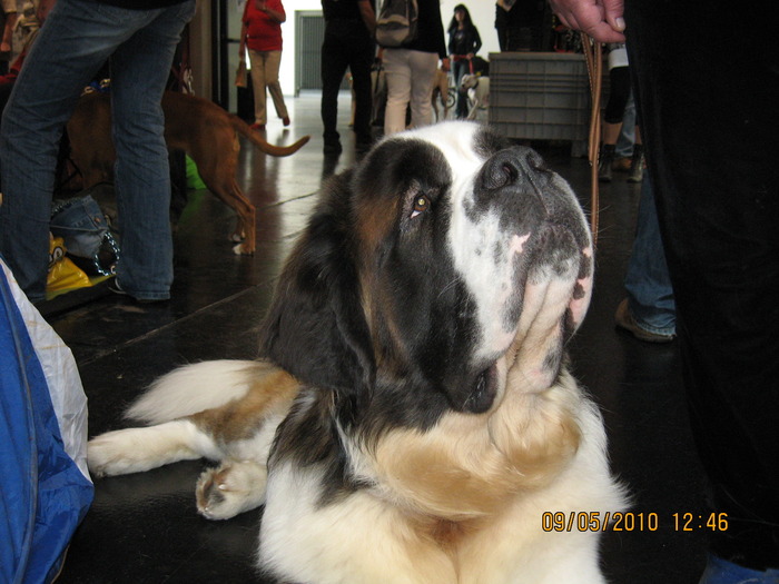 criosmioritic,shepperd,dogs,puppies,mioritic,ciobanesc,kennel 946