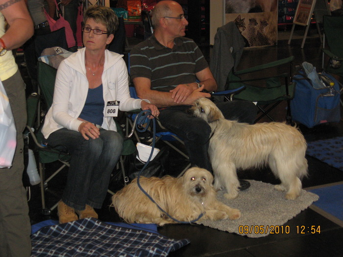 criosmioritic,shepperd,dogs,puppies,mioritic,ciobanesc,kennel 958