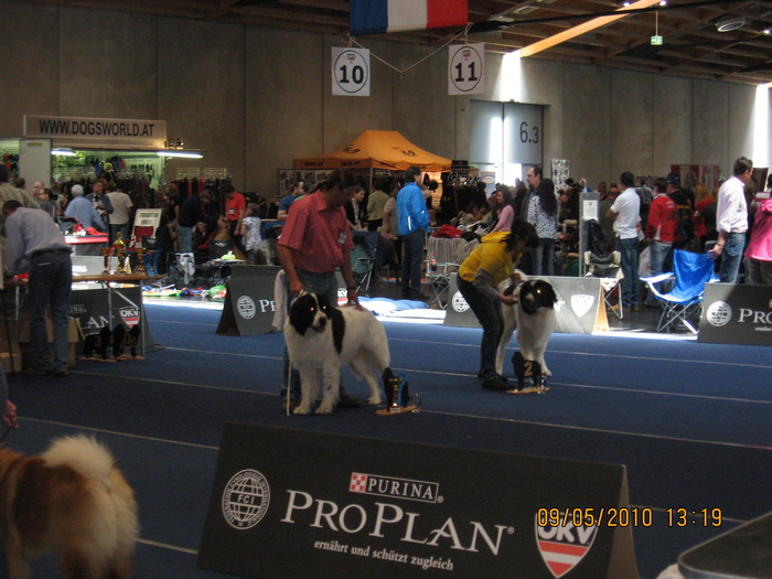 criosmioritic,shepperd,dogs,puppies,mioritic,ciobanesc,kennel 1046