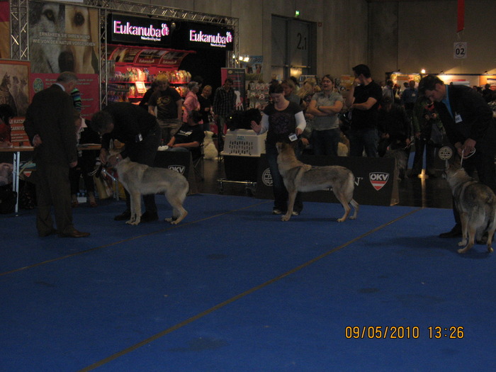 criosmioritic,shepperd,dogs,puppies,mioritic,ciobanesc,kennel 1064