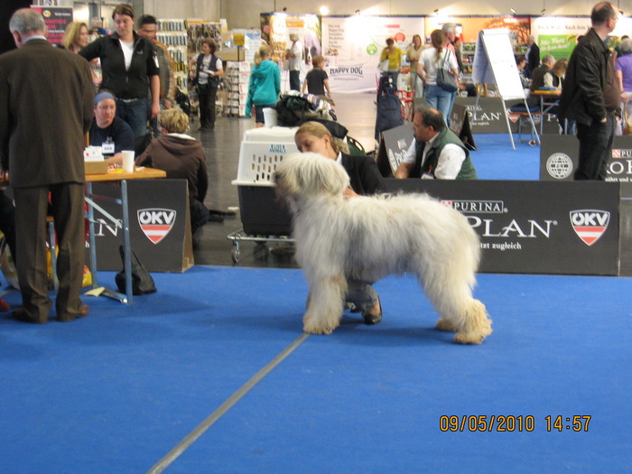 criosmioritic,shepperd,dogs,puppies,mioritic,ciobanesc,kennel 1162 - salzburg 8-9 mai