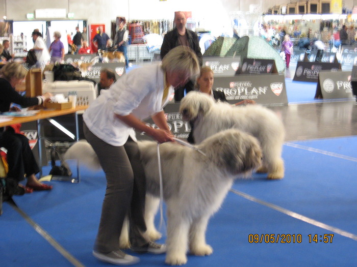 criosmioritic,shepperd,dogs,puppies,mioritic,ciobanesc,kennel 1164 - salzburg 8-9 mai