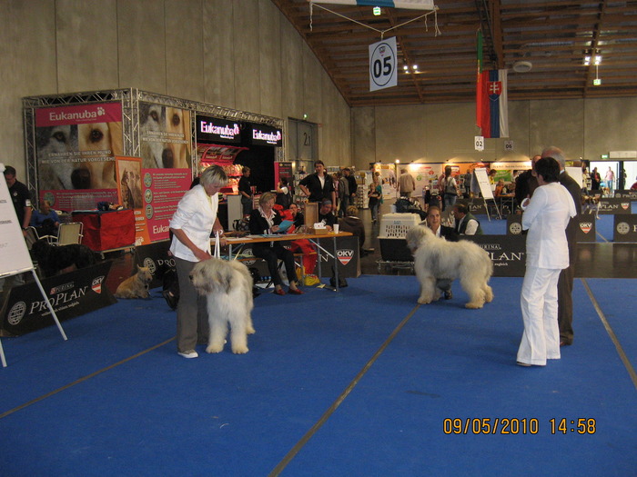 criosmioritic,shepperd,dogs,puppies,mioritic,ciobanesc,kennel 1165 - salzburg 8-9 mai