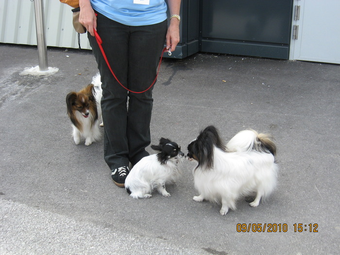 criosmioritic,shepperd,dogs,puppies,mioritic,ciobanesc,kennel 1174 - salzburg 8-9 mai