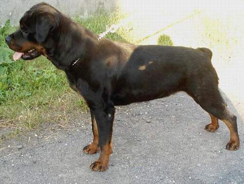 brenda  im memory - rottweiler canisa adamsrott