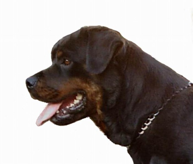 brenda o1s - rottweiler canisa adamsrott