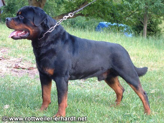 muck-01 tatal lui vitan - rottweiler canisa adamsrott