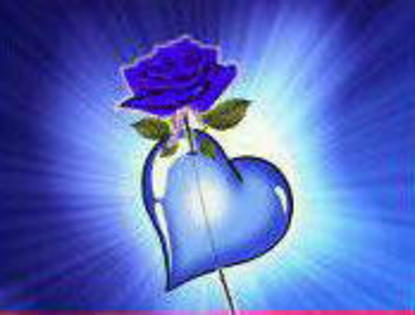 Azul rose