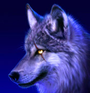 beautifulwolf
