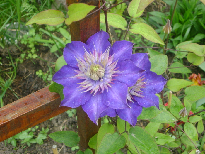 clematita multi bleu