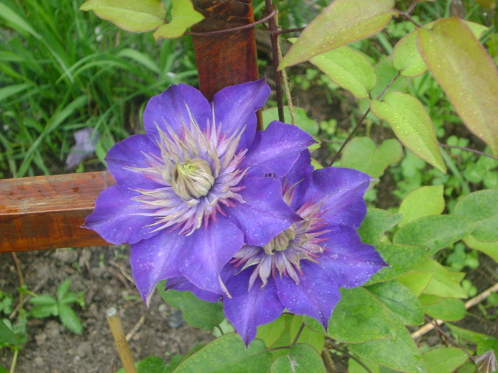 clematita multi bleu