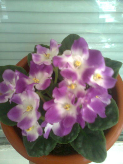 01639 - flori din gradina2009